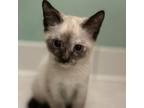 Adopt Sugar LT a Siamese, Domestic Short Hair