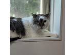 Lily Domestic Shorthair Senior Female