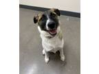 Adopt Bella a Australian Cattle Dog / Blue Heeler, Shepherd