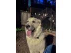 Adopt Daisy a Great Pyrenees