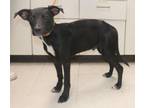 Adopt Vince a Labrador Retriever