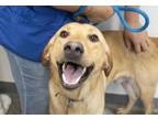 Adopt Tucker a Yellow Labrador Retriever