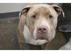 Adopt Zook a Pit Bull Terrier