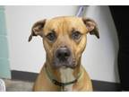 Adopt Winston (Wolfy) a Pit Bull Terrier