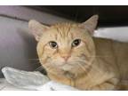 Adopt Shockey a Domestic Short Hair, Tabby