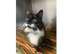 Adopt Kitty Soft Paws a Domestic Long Hair