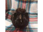 Adopt Starsky a Guinea Pig