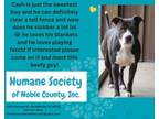 Adopt Cash a Pit Bull Terrier