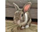 Adopt Kirby a Mini Rex