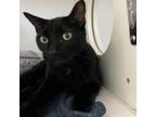 Adopt Matrix a Domestic Short Hair