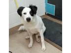 Adopt Left Behind a Collie, Mixed Breed