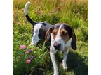 Adopt Lester a Coonhound