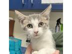 Adopt Chaz Benson a Domestic Short Hair