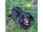 Adopt Jake a Dachshund