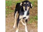 Adopt Chess 24-07-022 a Doberman Pinscher