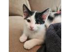 Adopt Dottles a Domestic Short Hair