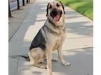 Adopt Leo a German Shepherd Dog, Labrador Retriever