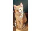 Adopt Elmer Fudd a Tabby, Domestic Medium Hair