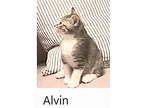 Alvin, American Shorthair For Adoption In Denver, North Carolina