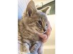 Silver, Domestic Shorthair For Adoption In Denver, North Carolina