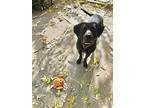 A Boy Called Rivi, Labrador Retriever For Adoption In New York, New York