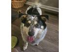 Sydney Australian Cattle Dog Adult Male