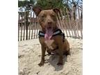 Adopt Pumpkin a Pit Bull Terrier