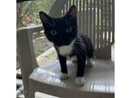 Adopt Stormi a American Shorthair