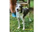 Adopt Novalee a Australian Shepherd, Terrier