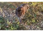 German Shorthaired Pointer Puppy for sale in Springfield, MO, USA