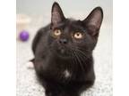 Adopt Annie (bonded with Archie) a Domestic Short Hair