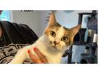 Adopt Kali a Domestic Short Hair