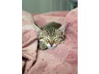 Adopt Sweet Pea a Domestic Short Hair