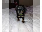 Dachshund DOG FOR ADOPTION ADN-810559 - Miniature Black and Tan