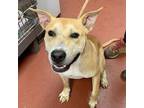 Adopt Chico a Labrador Retriever, Pit Bull Terrier