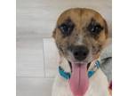 Adopt Cracker Jack a Jack Russell Terrier