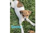 Adopt Sonny a Cattle Dog