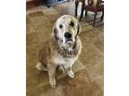 Adopt Sky Lonestar a Anatolian Shepherd