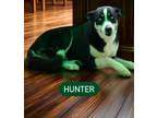 Adopt Hunter a Husky, Mixed Breed