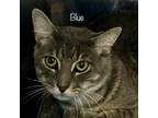 Adopt Blue a Domestic Short Hair