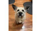 Adopt Winston a Cairn Terrier