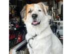 Adopt Zeus a Great Pyrenees