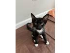 Adopt Blizzard a Domestic Short Hair