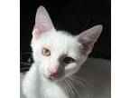 Adopt Winter a Domestic Short Hair