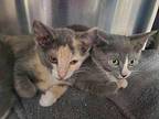 Squirrel Domestic Shorthair Kitten Female