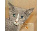 Baloney Domestic Shorthair Kitten Male