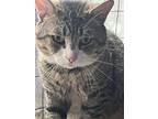 Mr Buggs Jones, Domestic Shorthair For Adoption In Indianapolis, Indiana