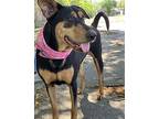 Madeline, Doberman Pinscher For Adoption In Houston, Texas