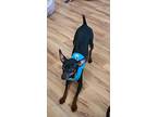 Molly, Miniature Pinscher For Adoption In Lake Forest, California