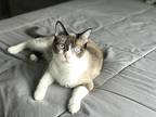 Claire, Siamese For Adoption In Montclair, California